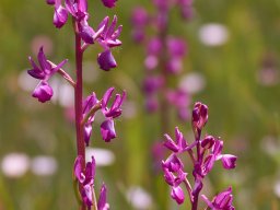 14__Anacamptis_laxiflora